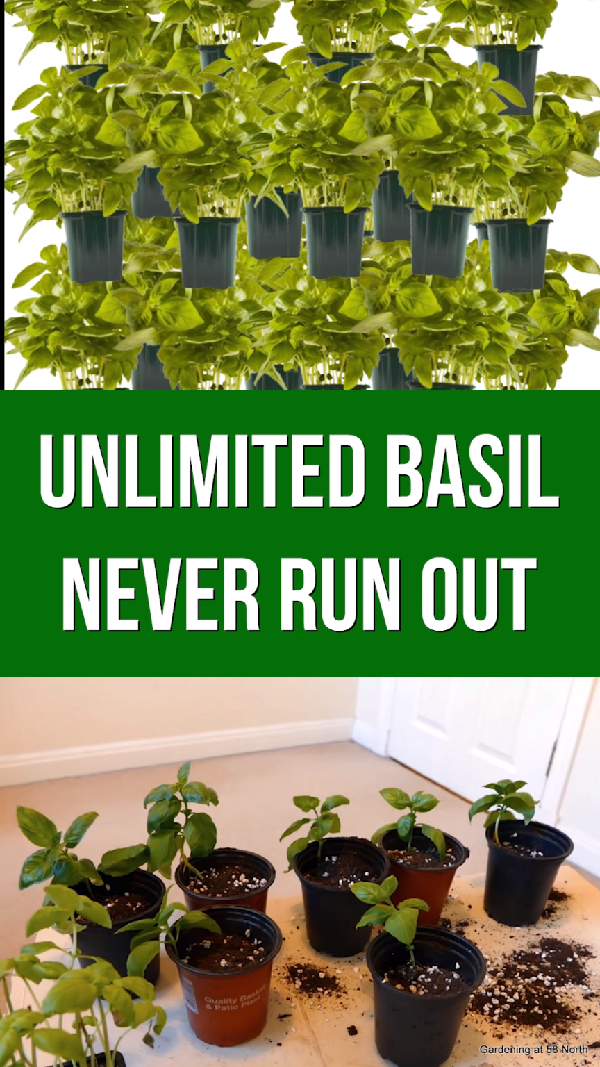 Grow Unlimited Basil At Home In 60 Days
