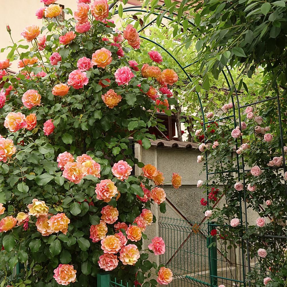 Leaf & Petal 1-Piece Joseph’s Coat Climbing Rose