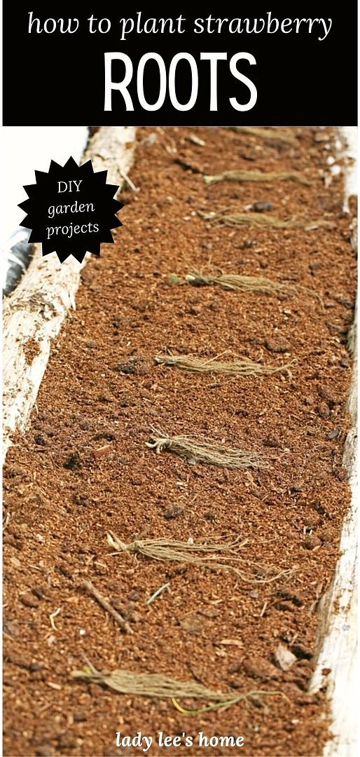 How to Plant Strawberry Roots: DIY Garden Projects
