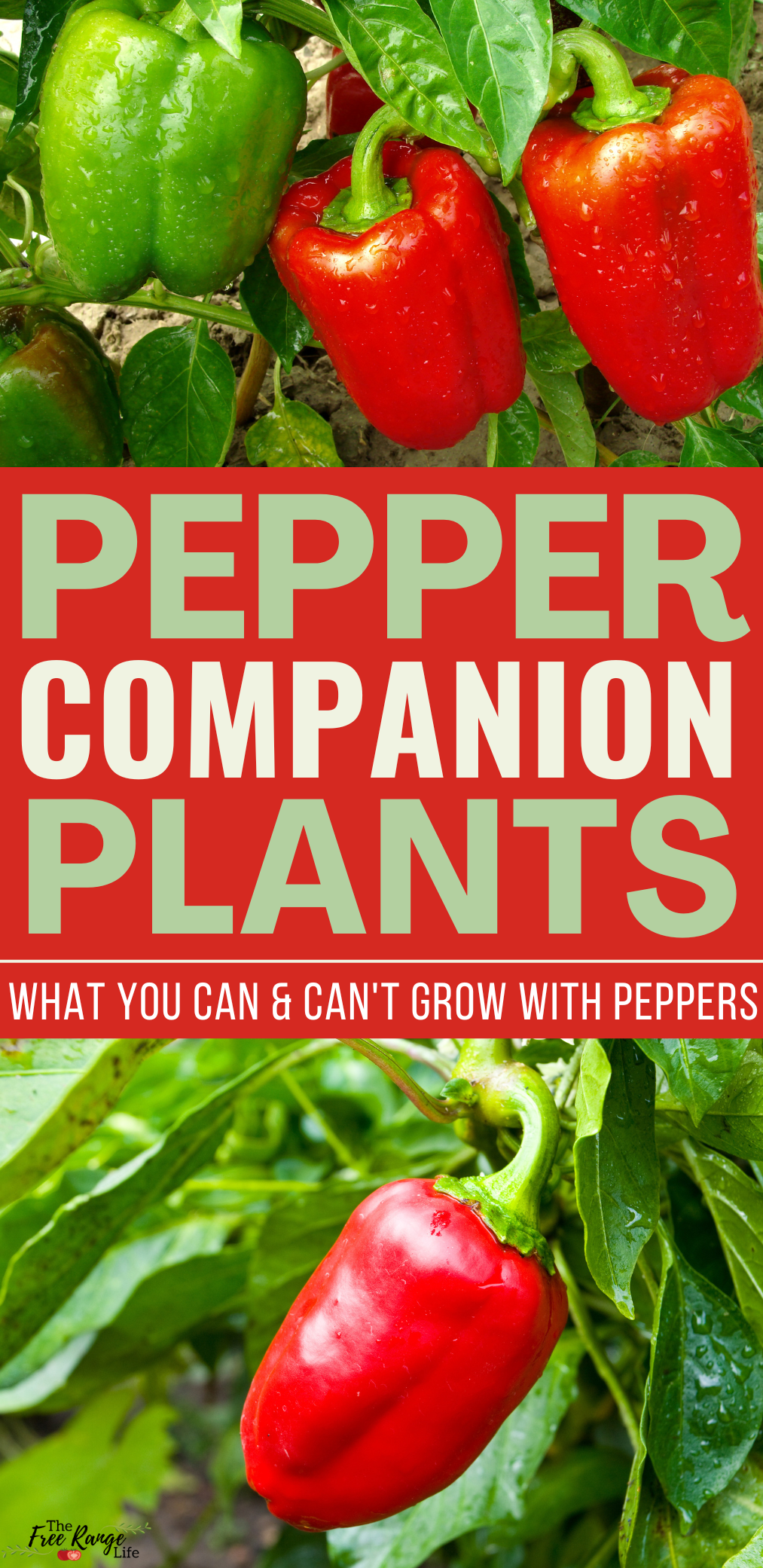 Best Pepper Companion Plants in the Garden