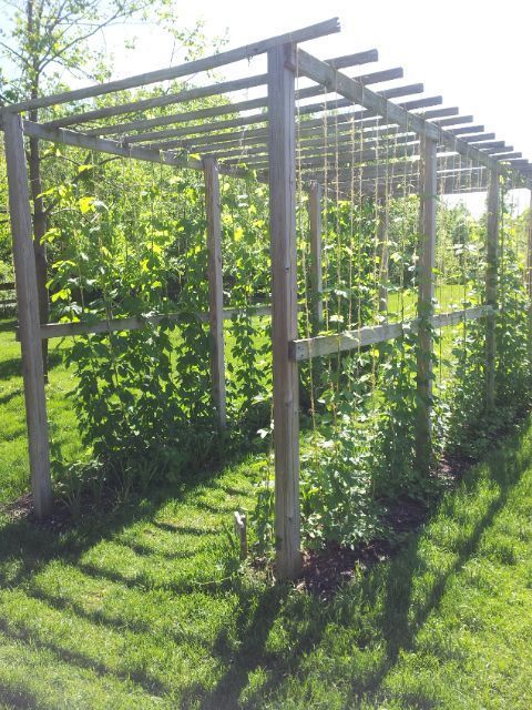 small vegetable garden ideas layout trellis