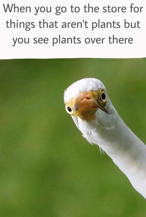 Guilty as charged