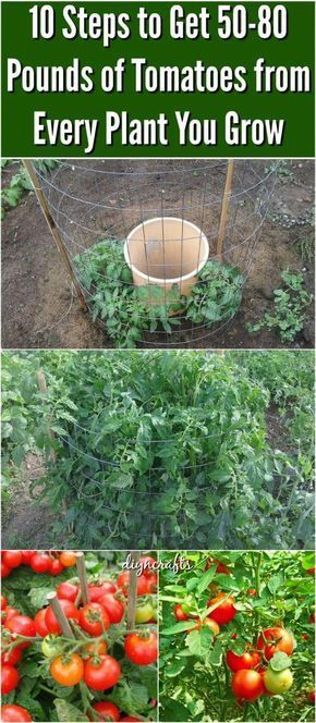 10 Steps to Get 50-80 Pounds of Tomatoes from Every Plant You Grow