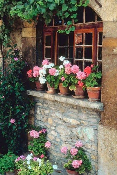 Flowers at the Window