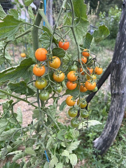 You’ve Been Growing Tomatoes All Wrong Before! This Is How It Should Be