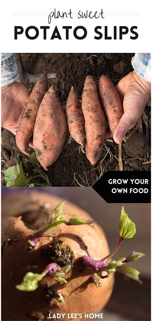 Plant Sweet Potato Slips: Grow Your Own Food in an Edible Garden