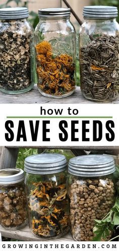 How to Save Seeds