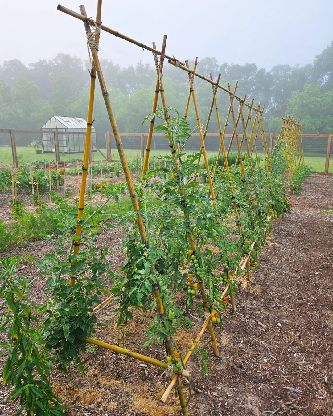 Planting Tomatoes on a Bamboo Trellis 🍅 First, build your trellis! (Check out…