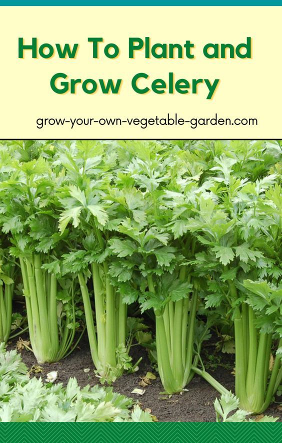 Growing Celery – Grow Your Own Vegetable Garden