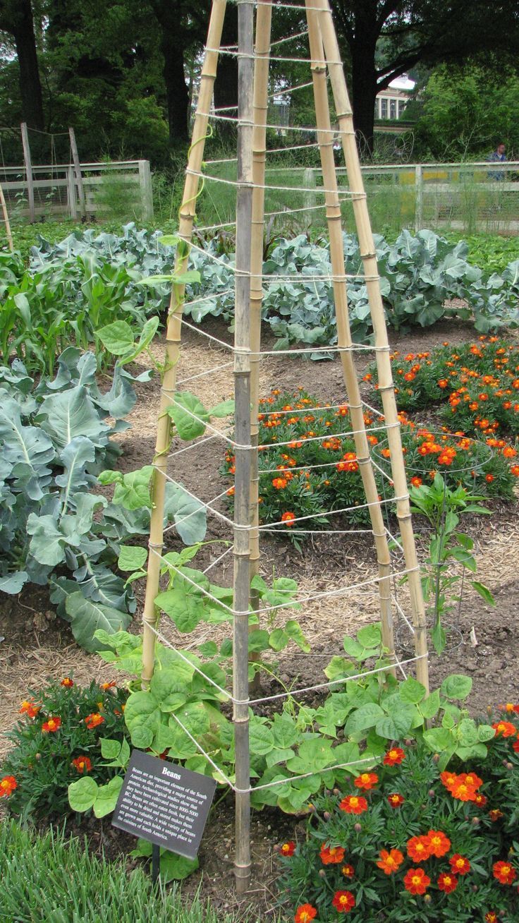 Pin by Diana Myers on Gardening Pleasures | Diy garden trellis, Vegetable garden design, Vertical vegetable garden