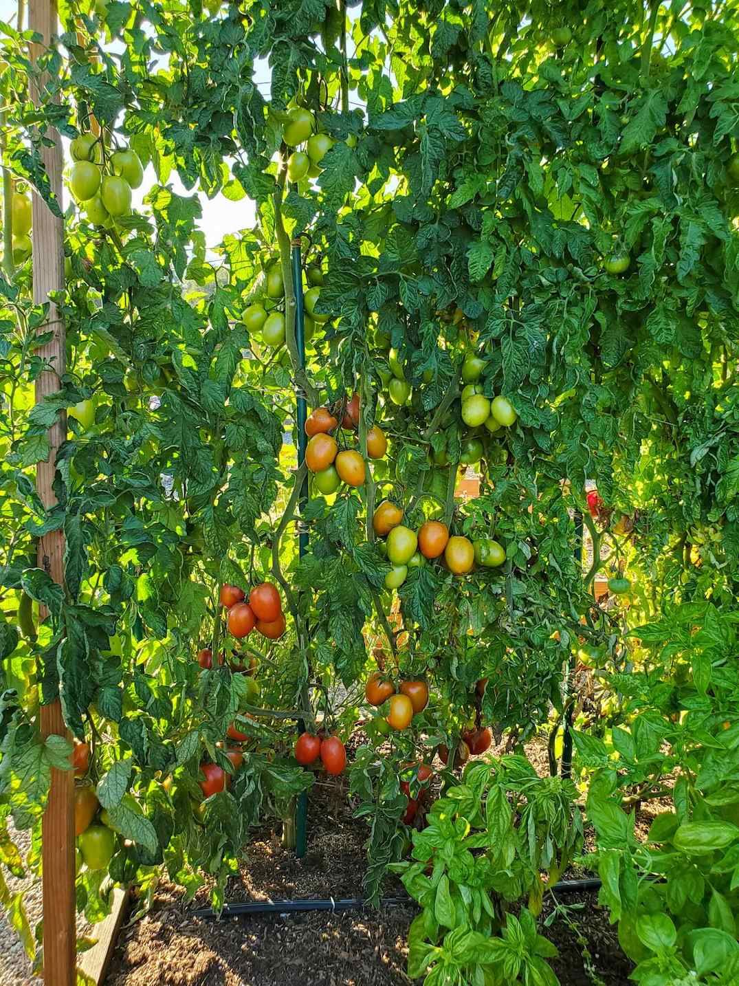How to Make the Best DIY Tomato Trellis (Stake Weave Hybrid)