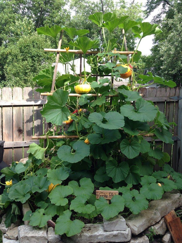 DIYing a vertical pumpkin patch in our tiny urban backyard • Offbeat Home & Life