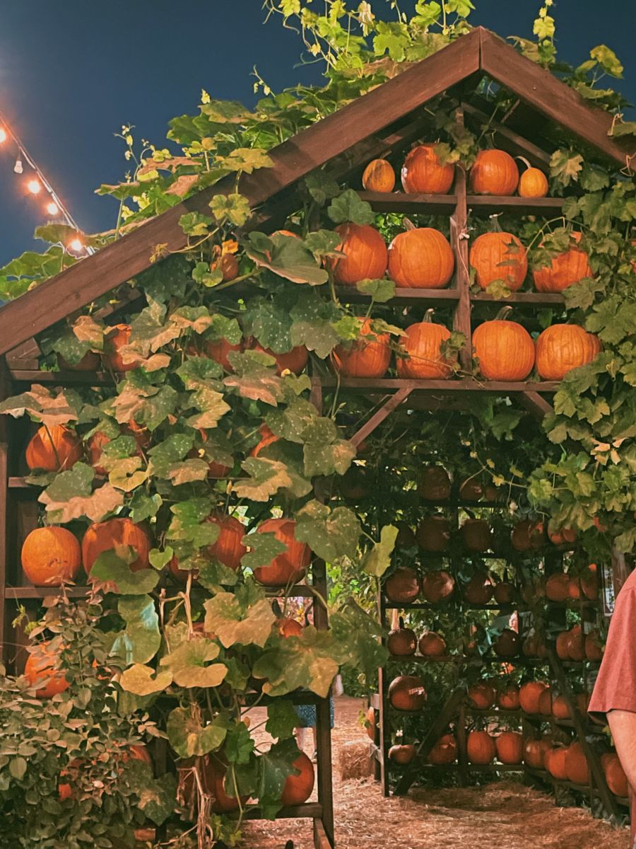 Pumpkin Patch Photo Inspo