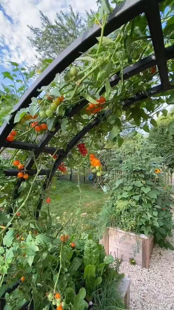 Garden-Trellis