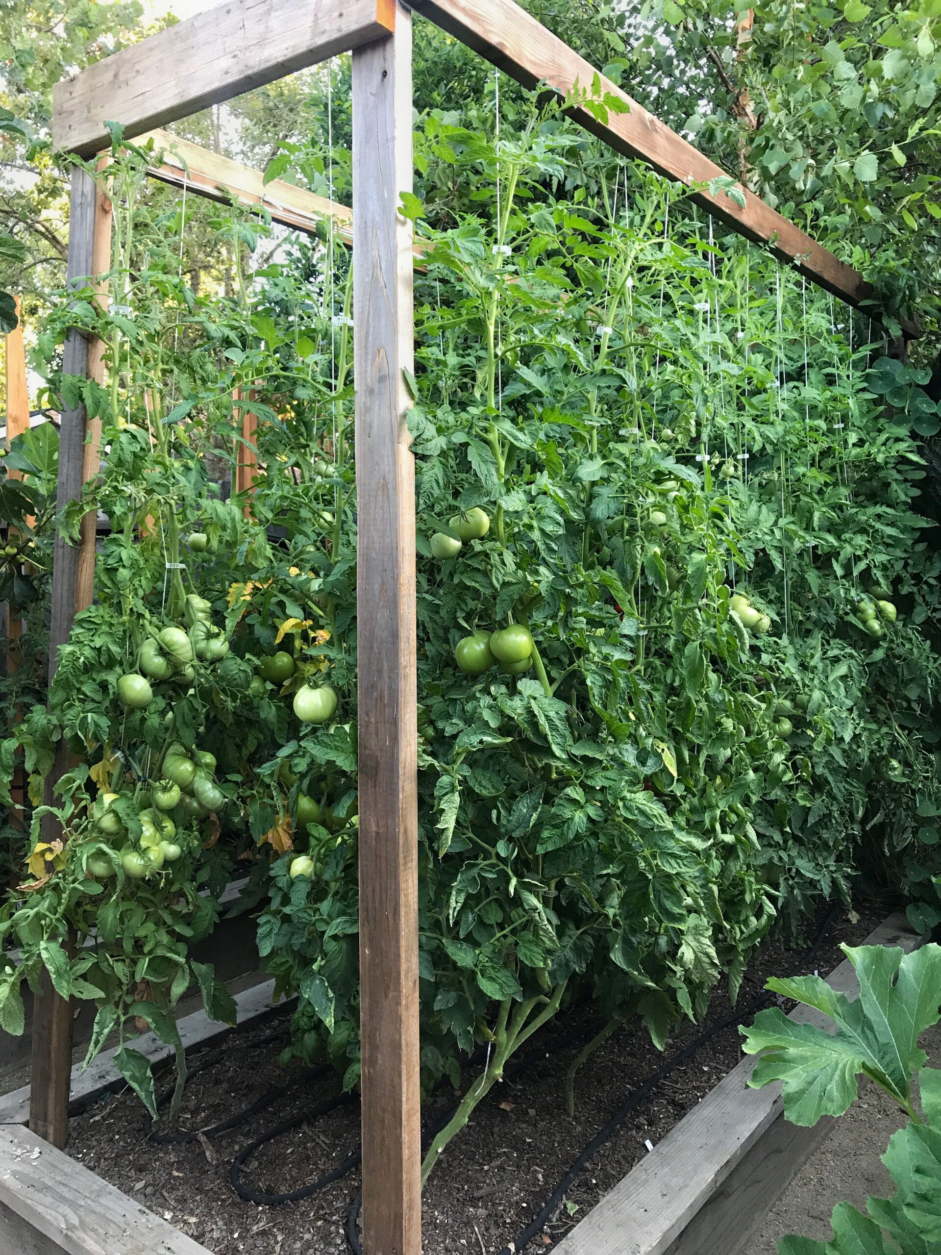 Our tomato trellis that I designed for 2017 was our best yet!
