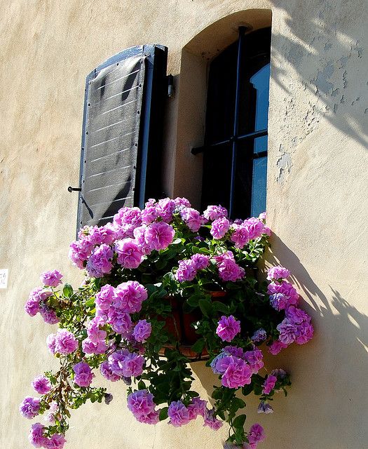 Search: fiori toscana