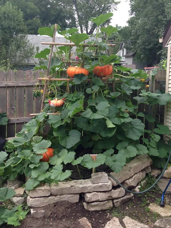 DIYing a vertical pumpkin patch in our tiny urban backyard • Offbeat Home & Life