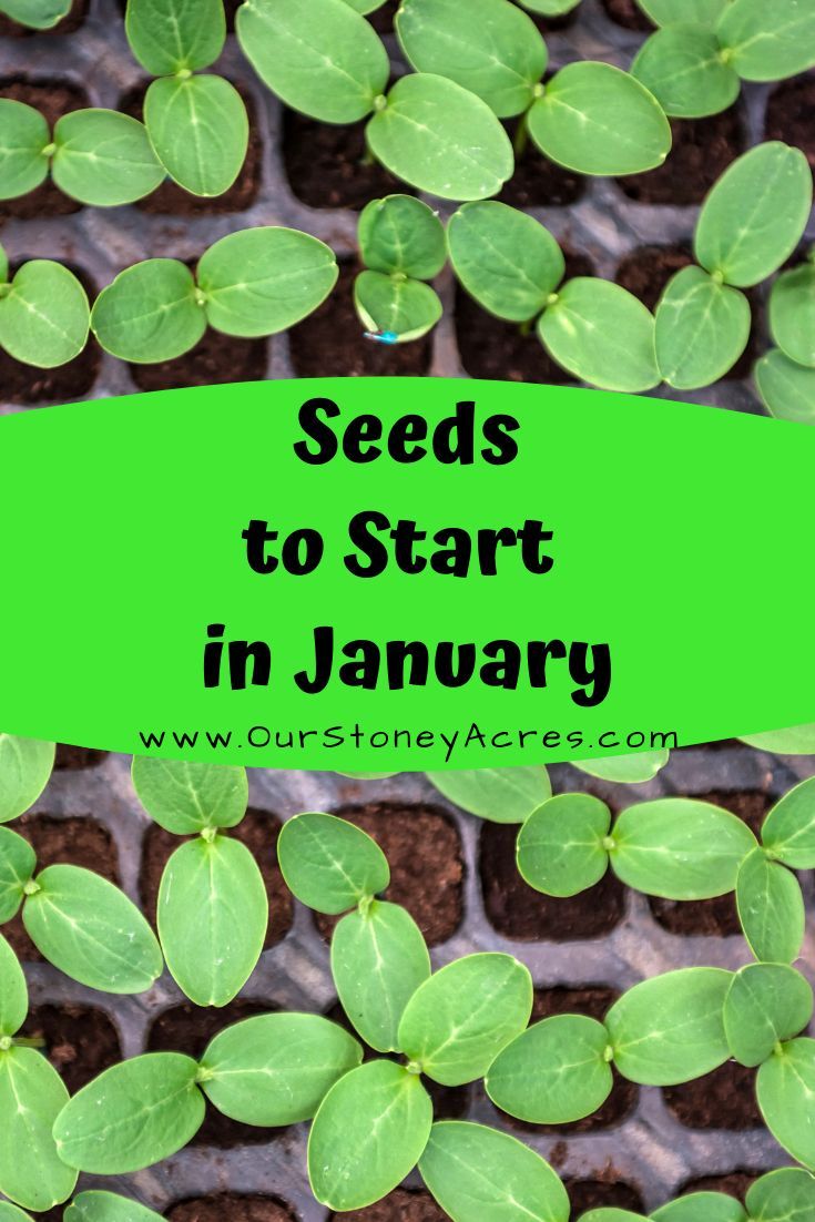 What seedlings to plant in January