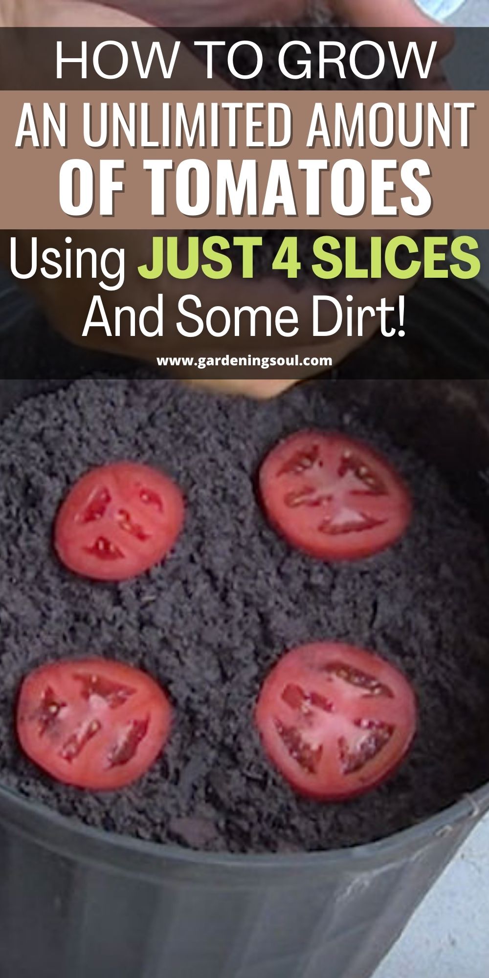 The EASIEST Way to Grow Tomato Seedlings