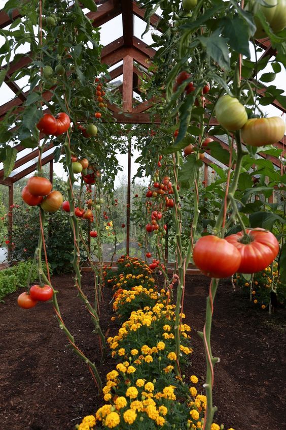 Obelisks, Tuteurs and Trellis’ – The Freshman Gardener