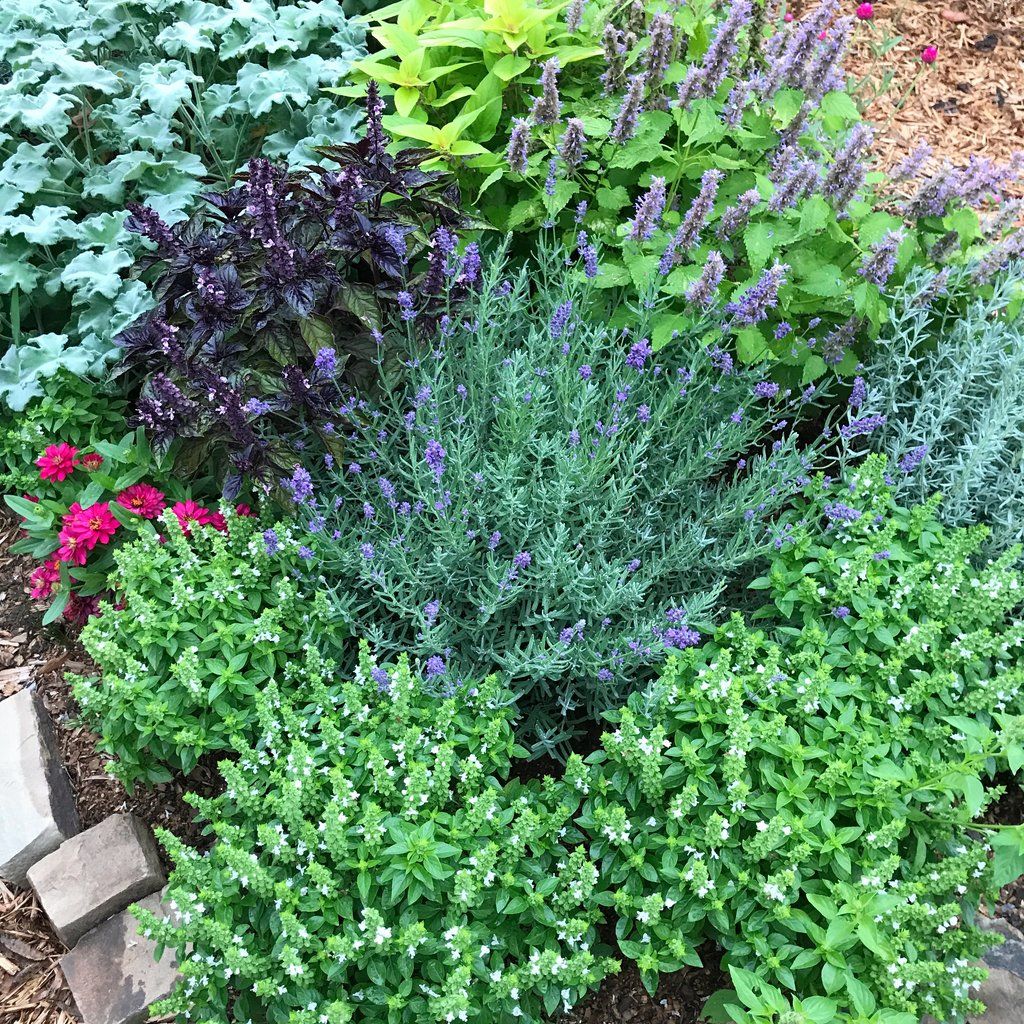Growing an Herb Garden- Beautiful and Ornamental Herbs for the Garden-