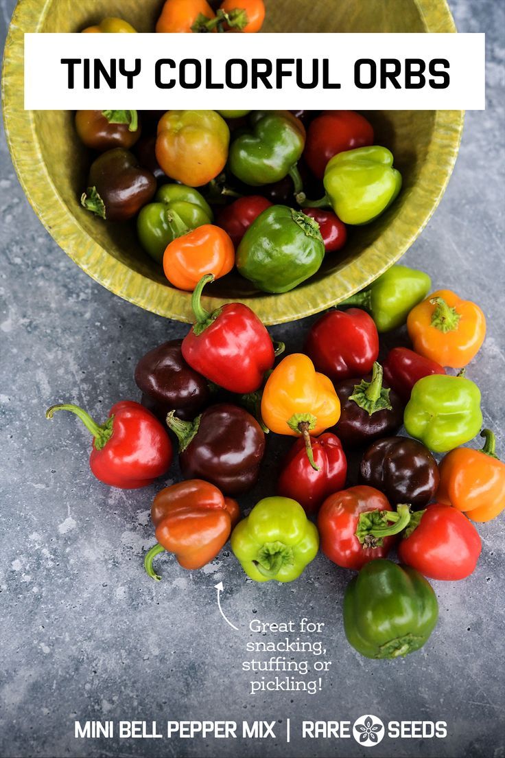 Mini Bell Pepper Mix Easy To Grow