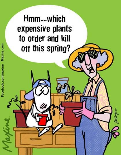 Hmmm. !!! Guess, ” My green thumb,” has turned brown.