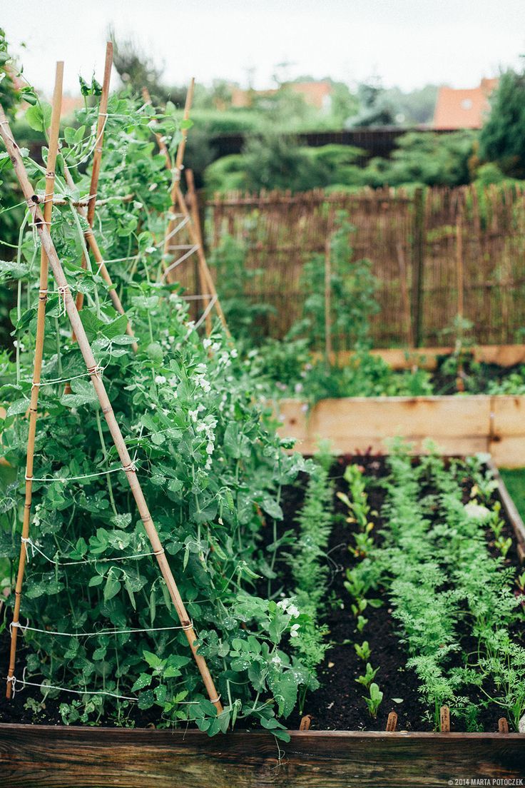 Grow your own! – Lazy Sunday
