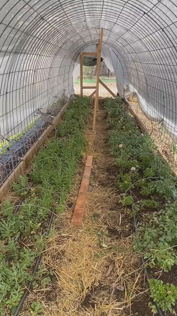 Amazing DIY Cattle Panel Greenhouse for the Winter!