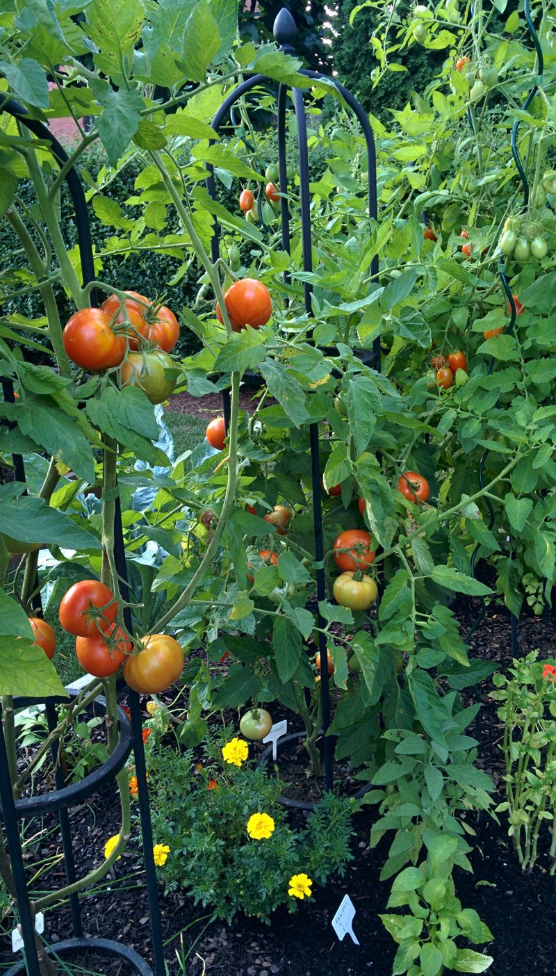 A Late Summer Vegetable Garden