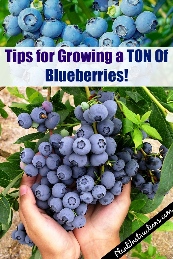 How to Grow a Huge Blueberry Harvest