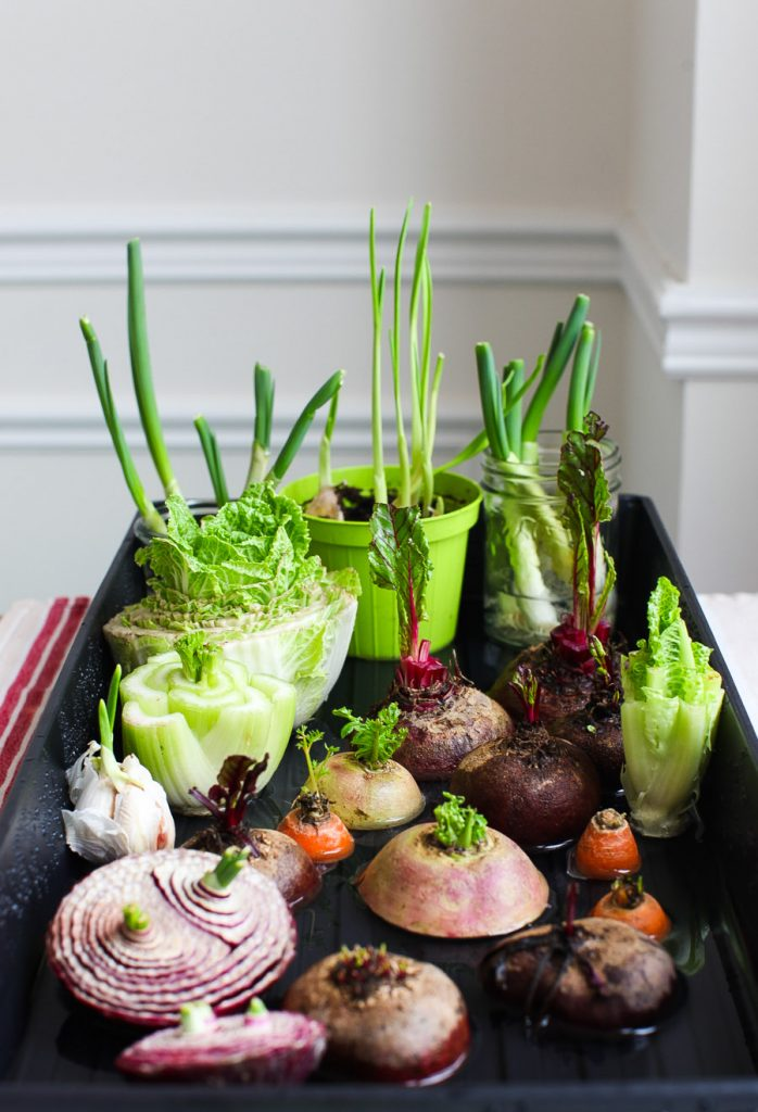Regrow Vegetable Scraps for a DIY Spring Centrepiece – Simple Bites