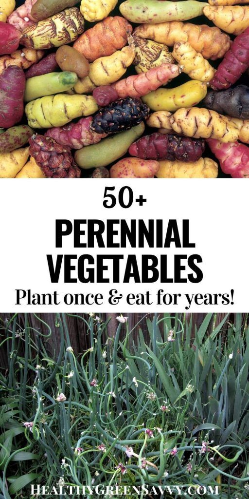 50+ Perennial Vegetables to Plant Once and Harvest for Years