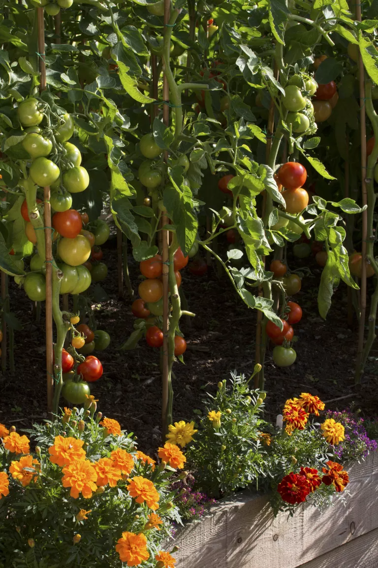 Companion planting – the plants to grow side-by-side