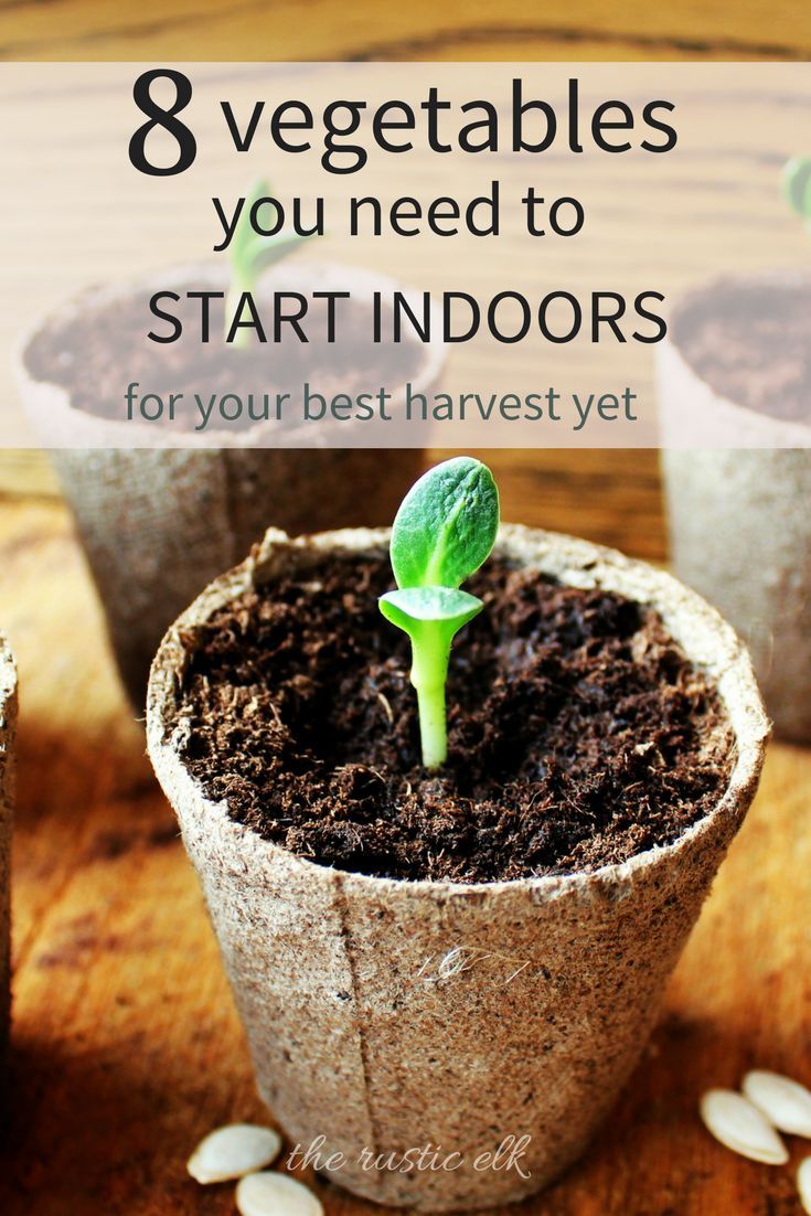 17+ Vegetables You Should Plant Together