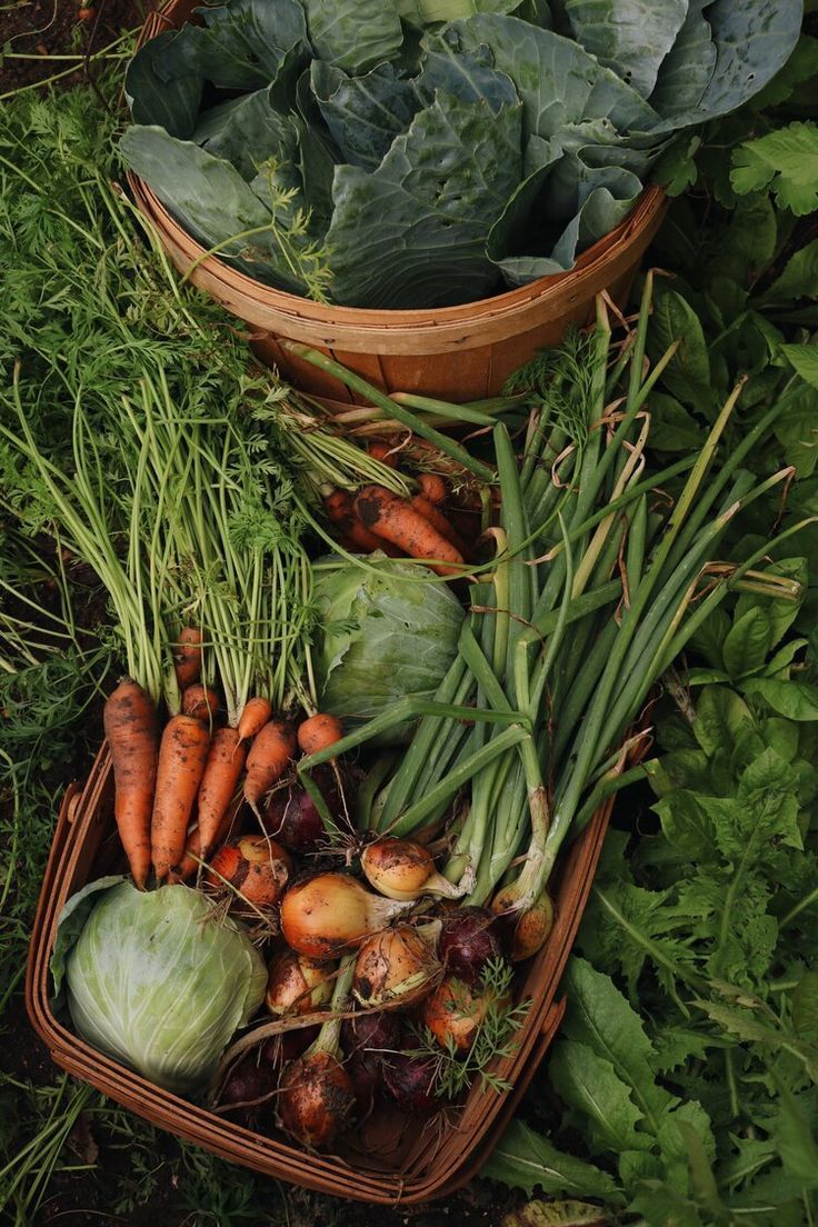 garden vegetable garden cottagecore carrots radishes kale lettuce nature organic