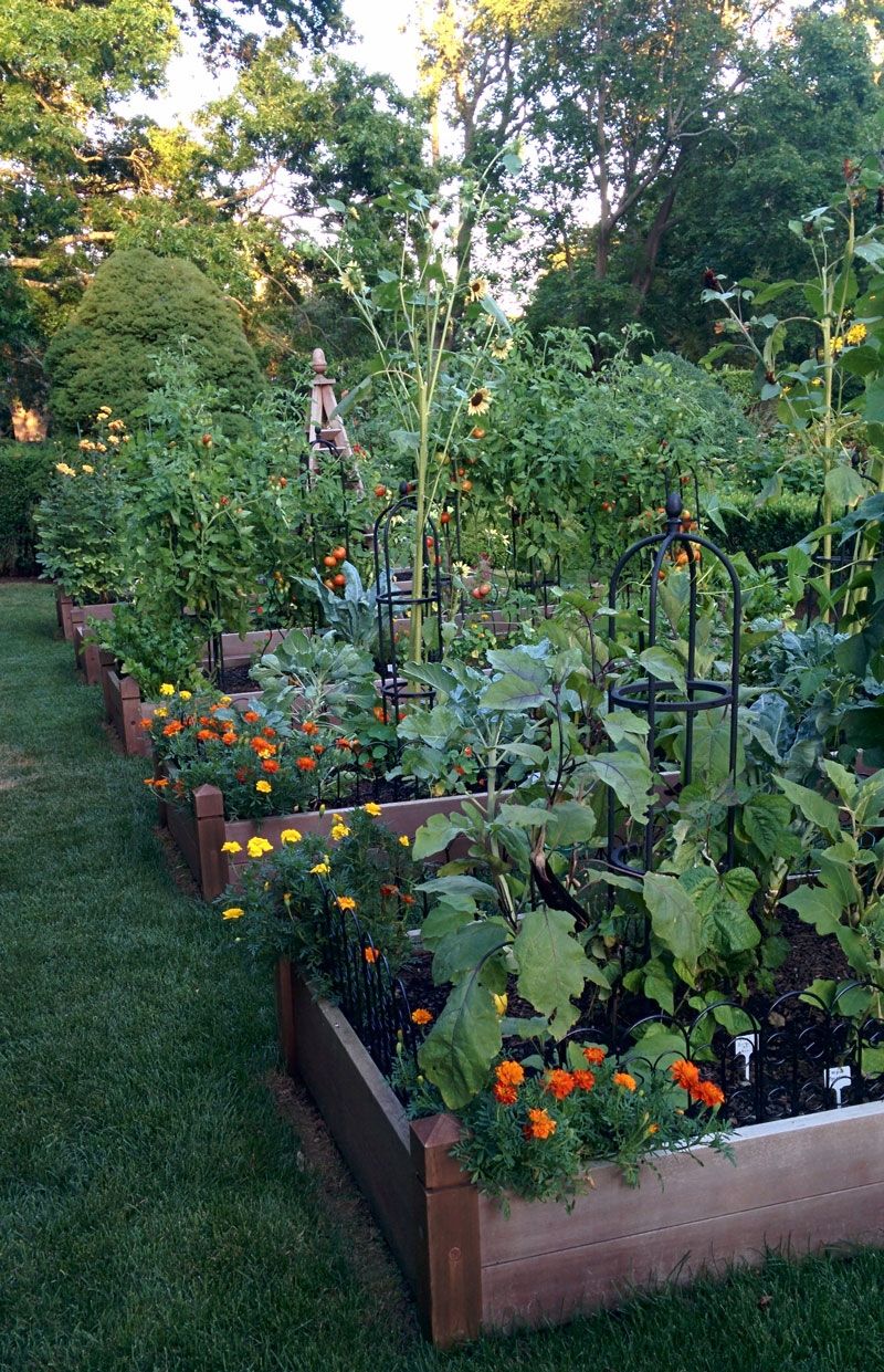 A Late Summer Vegetable Garden