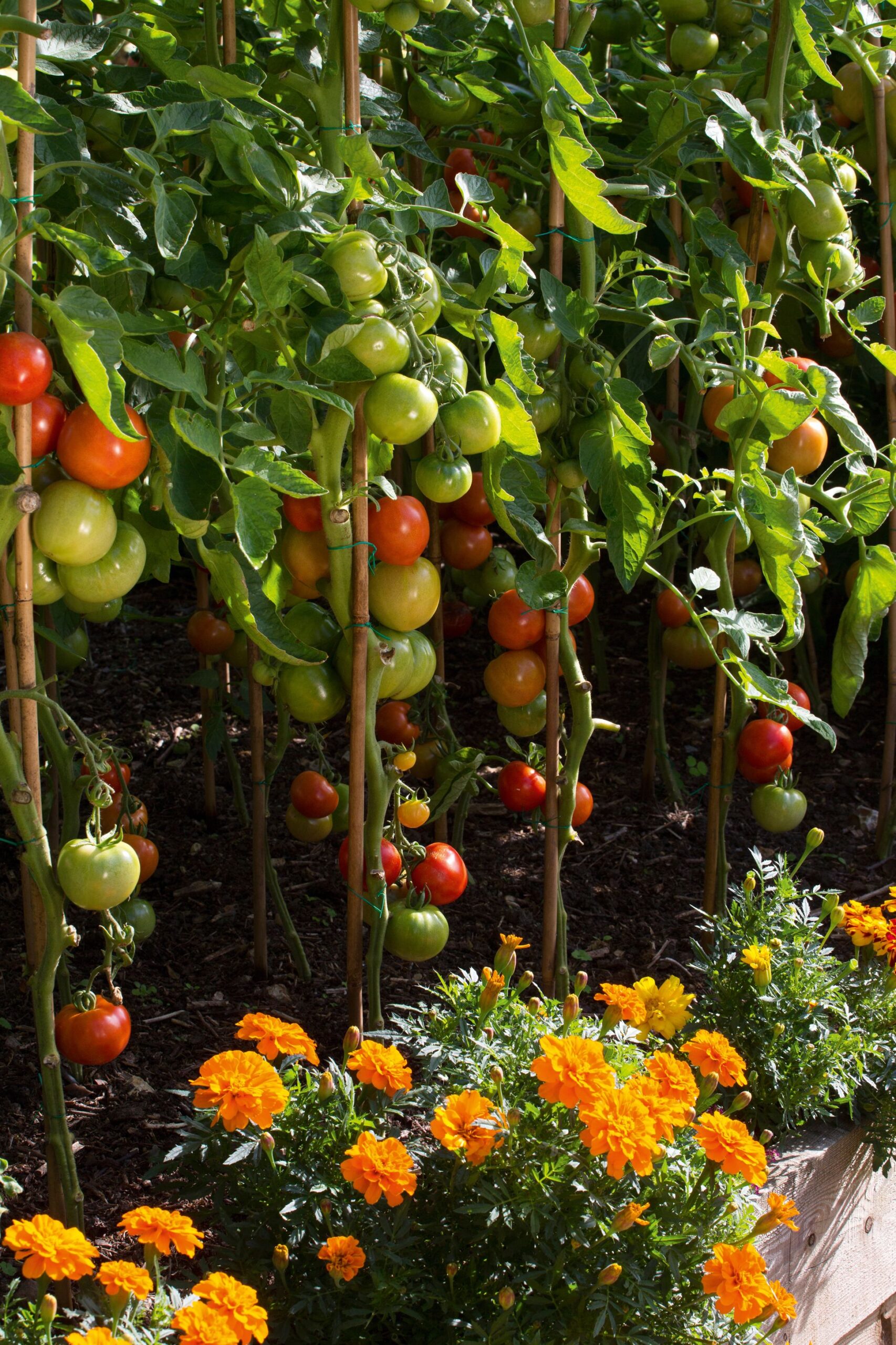 Organic gardening