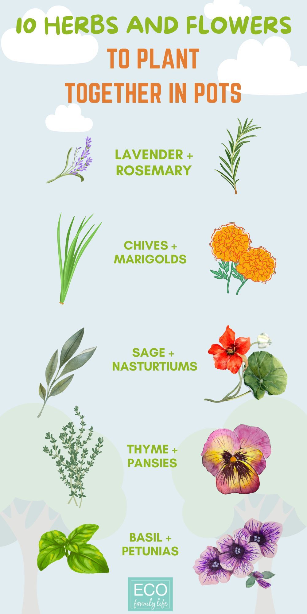 Planting Herbs and Flowers Together in Pots | 15 Winning Combinations – Eco Family Life