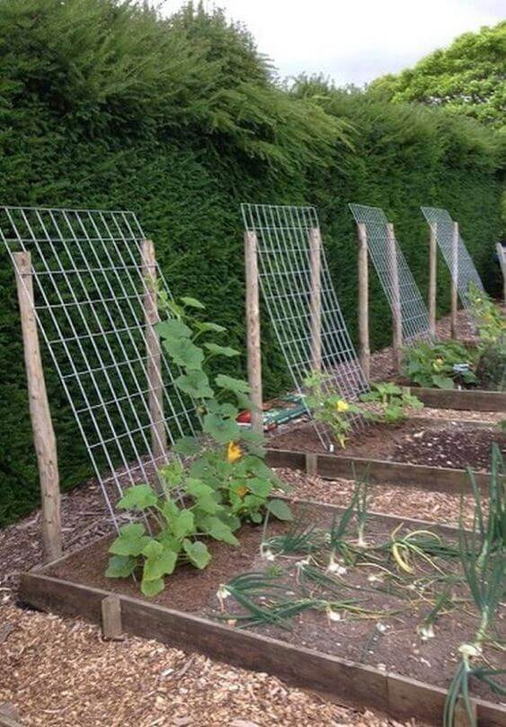 Our Beginner Gardening Tips / Raised Garden Bed Tips – Cathy Nugent Home