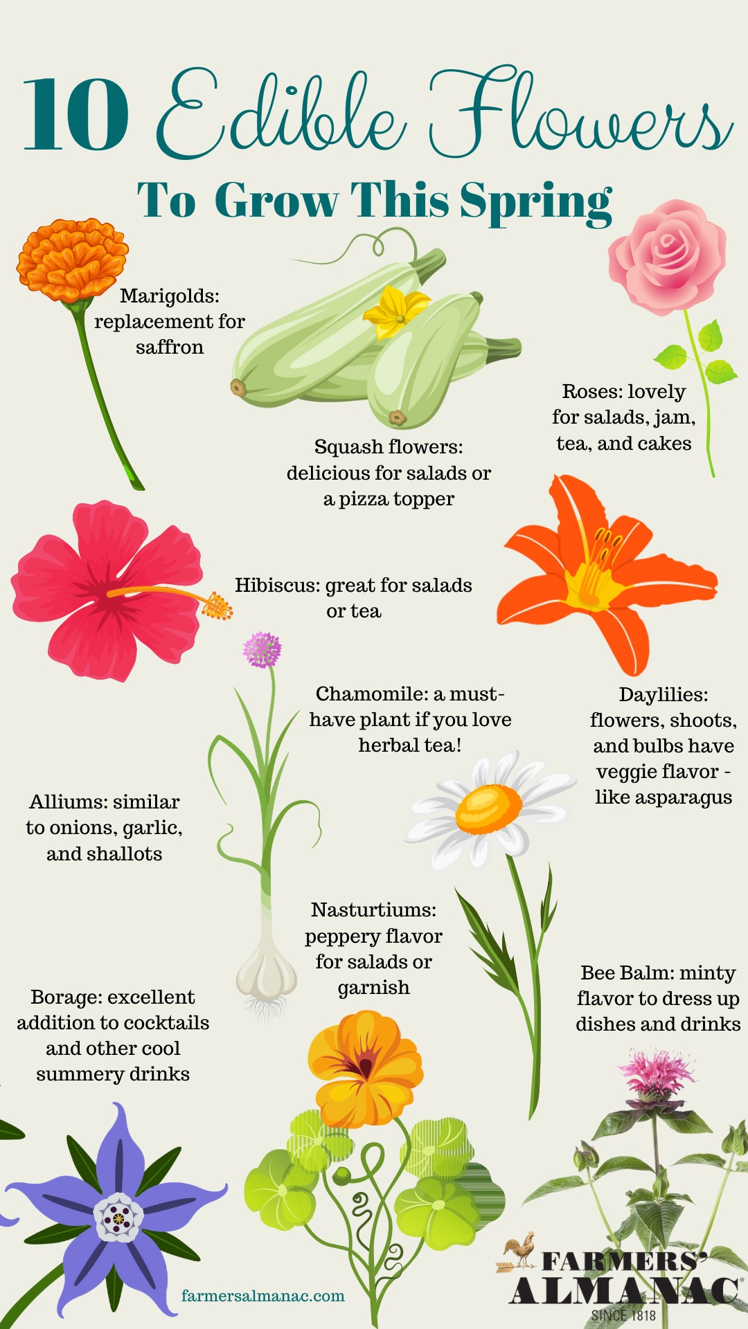 10 Edible Flowers To Grow This Spring