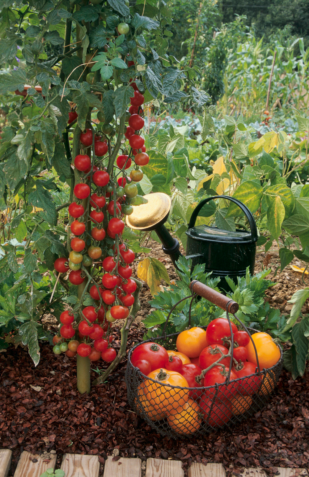 Tomato companion planting – what to grow alongside tomatoes for a great crop