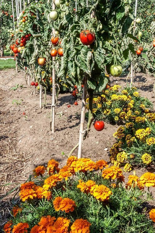 17 Vegetable Combination Ideas for Container Gardens