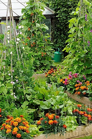 Raised bed gardening with vertical plants