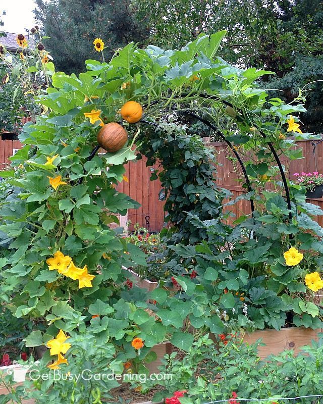 How To Build A Squash Arch For Your Garden