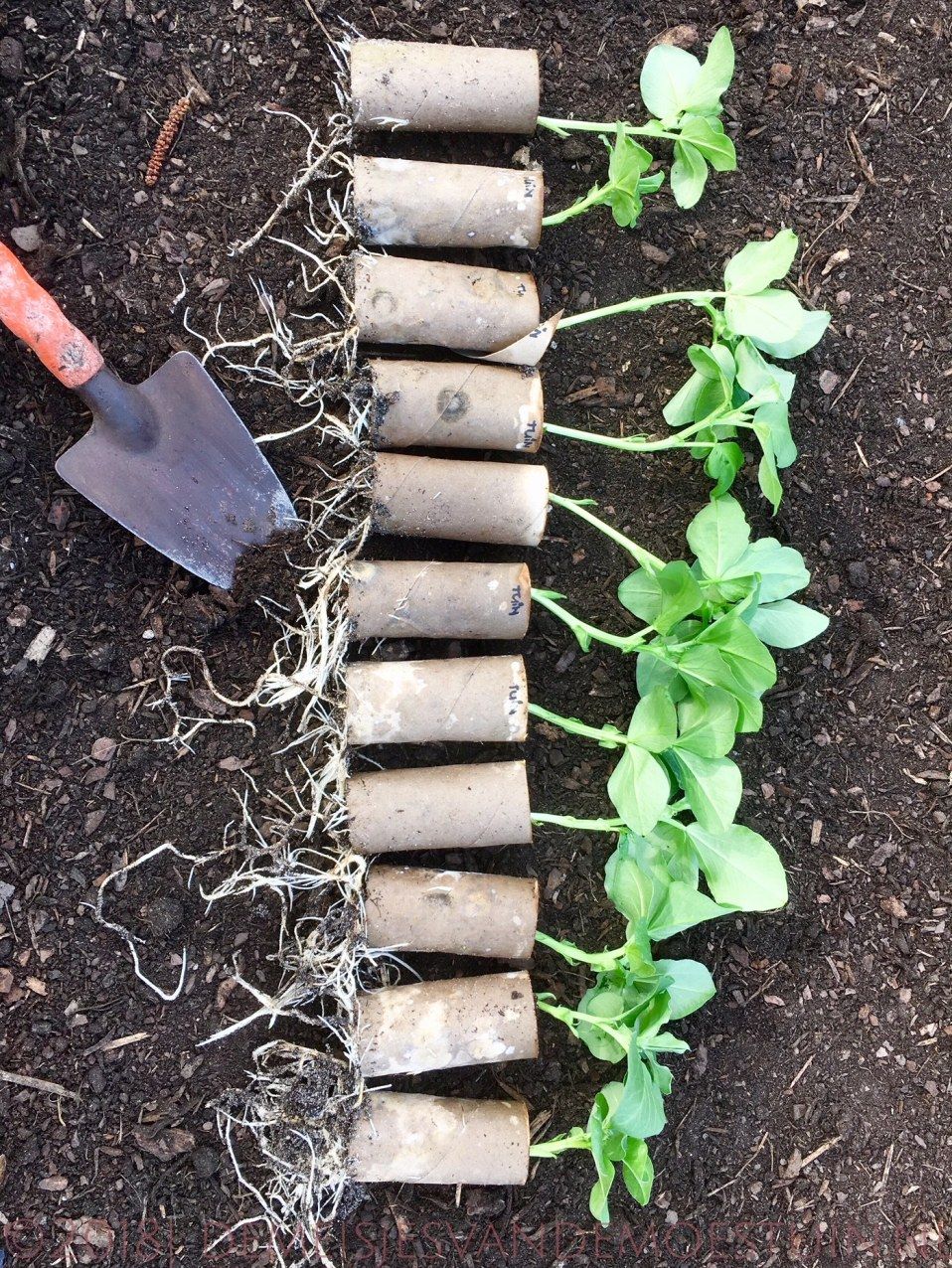 echte mannen zaaien niet – de Meisjes van de Moestuin