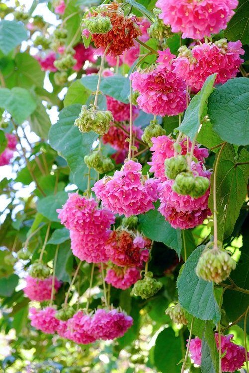 17 DIY Bloom Boosting Fertilizer Recipes