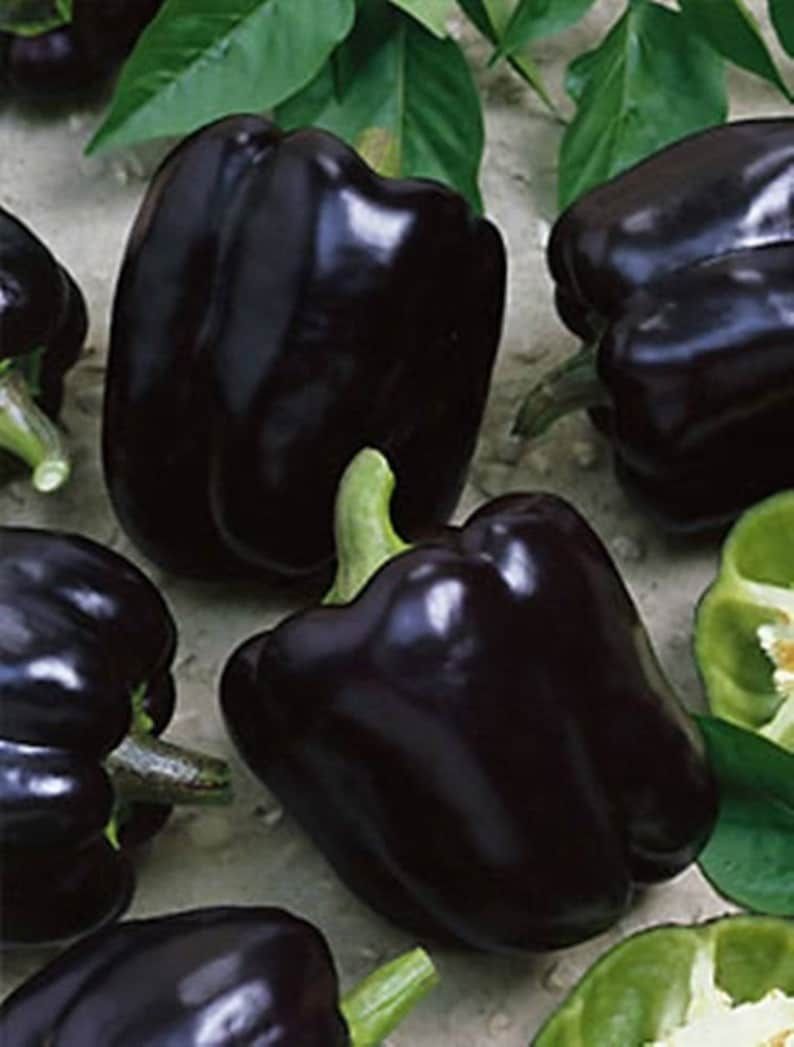NEW Midnight Dreams Bell Pepper Seeds, Black Sweet Peppers, Capsicum Annuum CS1120 – Etsy