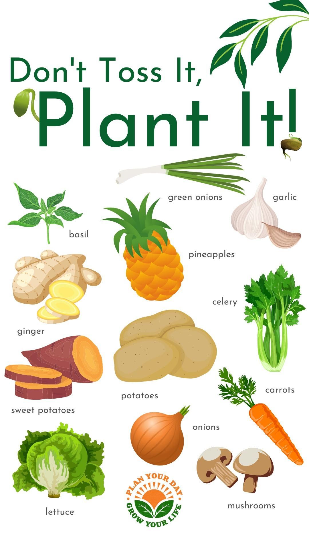 Vegetables You Can Regrow From Scraps