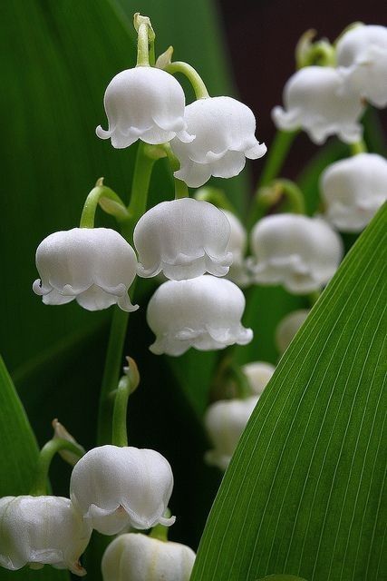 Fairies live here